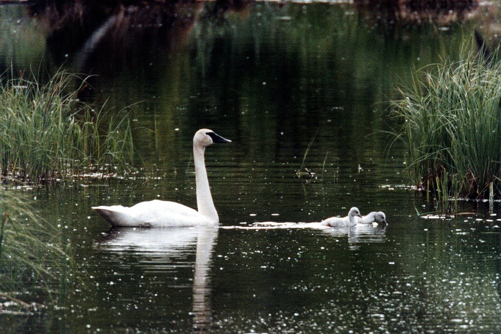 Swan, Trumpeter 1 B02P77I01.jpg - Trumpeter Swan